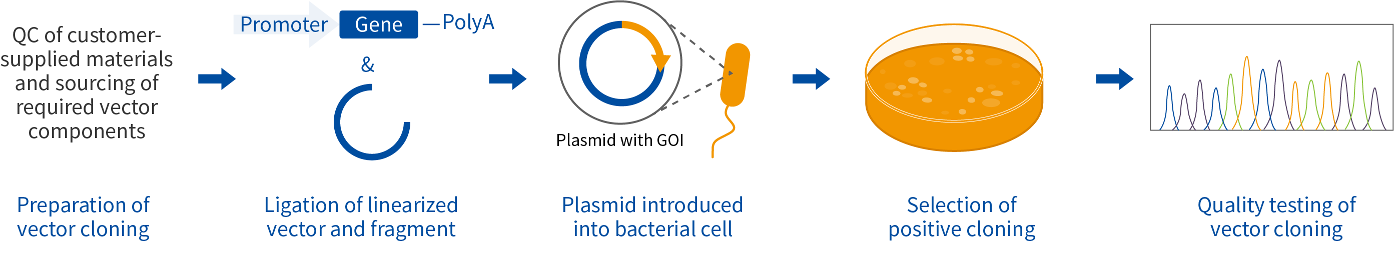 A diagram showing the stages of a cell culture process.
