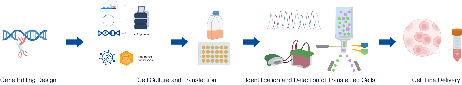 A diagram showing the process of making a cell.